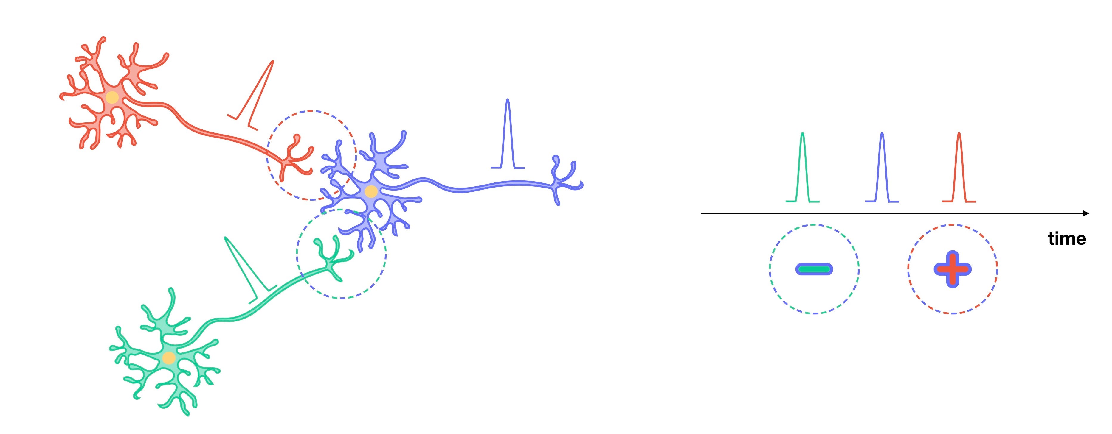 deep learning in spiking neural networks