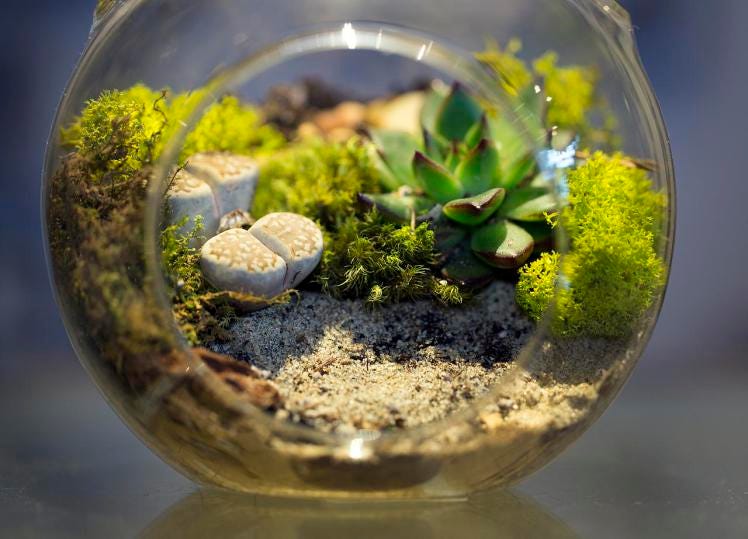 DIY Terrariums — Microbiomes. What is a Terrarium? A terrarium is a… | by  Ganeshram | Medium