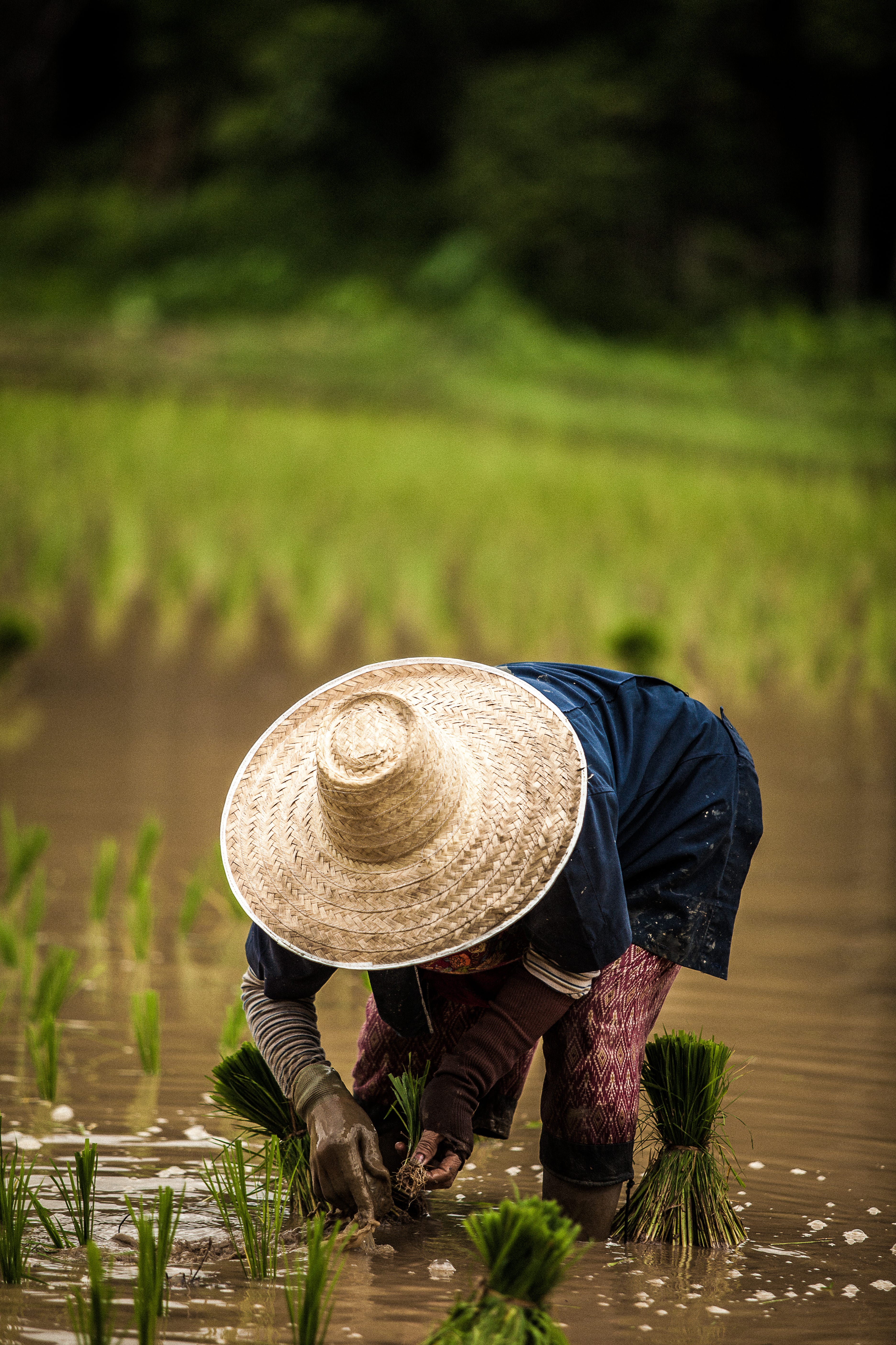 rice paddy hat amazon