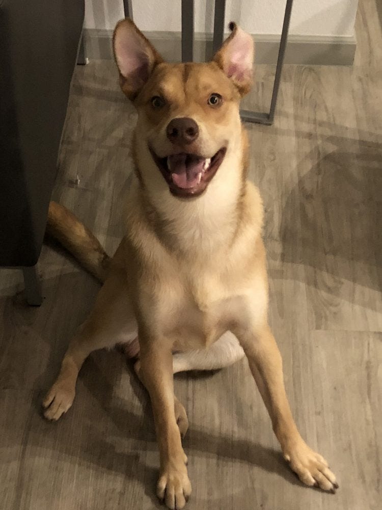Chocolate Lab Husky Mix