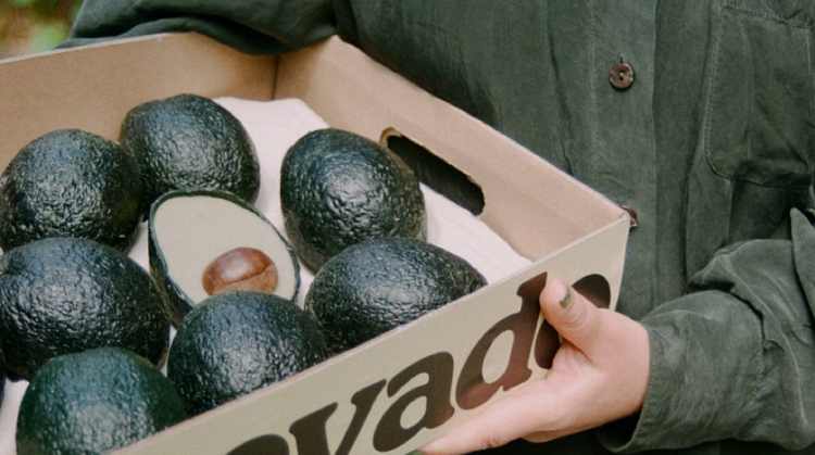 Ecovado Offers A Solution To Our Unsustainable Avocado Obsession By 