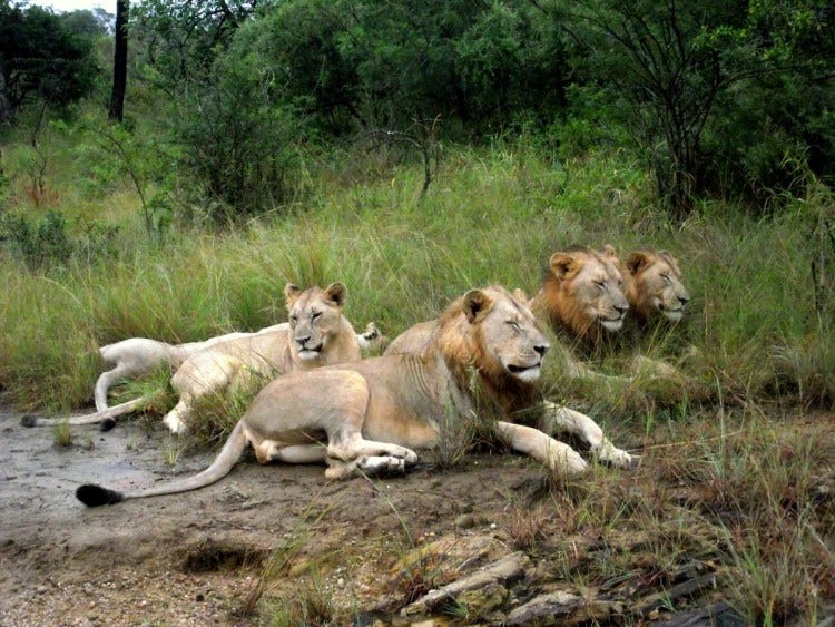 Do male lions hunt?. This is a question I've been asked many… | by Shelldon  Wells | Medium