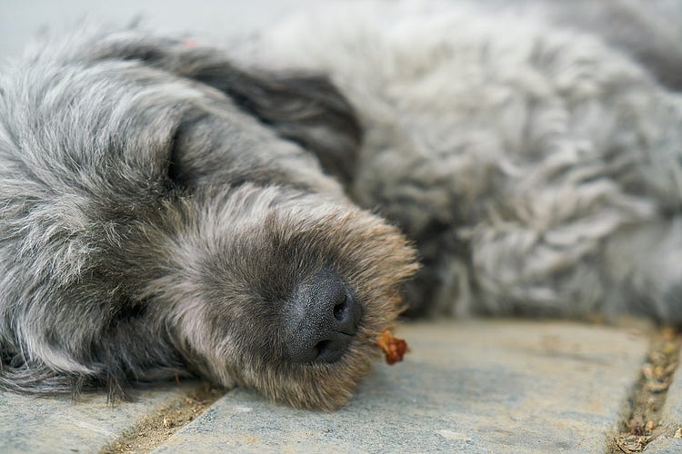 When My Dog Died, I Died Too. You get to know what grief is when you