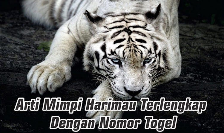 Tafsir Mimpi Arti Mimpi Bertemu Harimau Dalam Togel By 12naga Agen Judi Online Terpercaya Medium