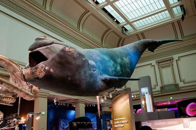 Smithsonian Museum. On the ground floor is the entrance at… | by Andrea ...