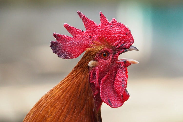 鶏 ニワトリ を英語で Chicken は生きた鶏にも使えるけど要注意 By 英会話オンライン編集部 Medium