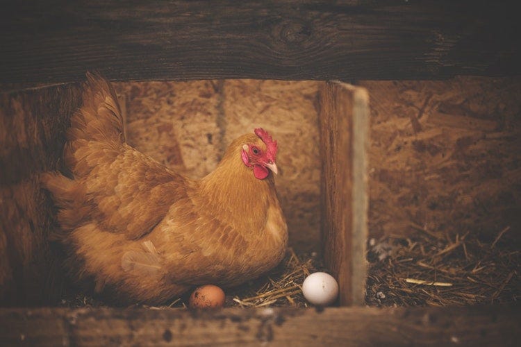 鶏 ニワトリ を英語で Chicken は生きた鶏にも使えるけど要注意 By 英会話オンライン編集部 Medium