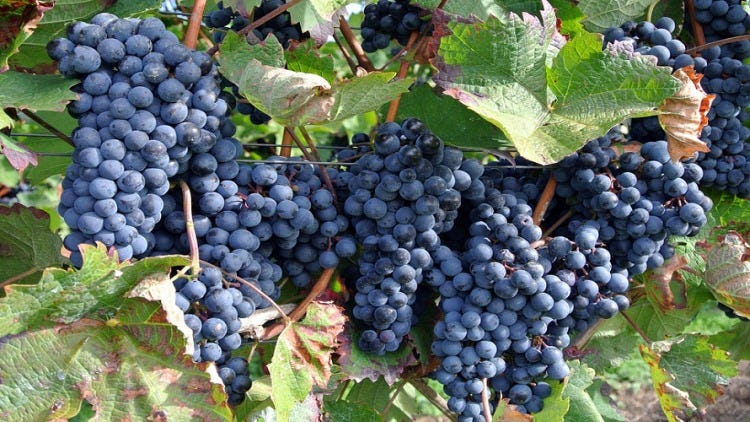 Mengenal Lebih Dalam Seputar Jenis Jenis Tanaman Anggur Import Dengan Kualitas Unggul By Lim Corporation Medium