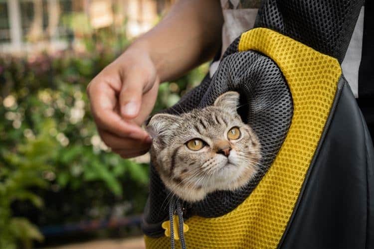 best cat backpack