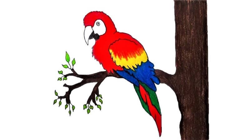 How To Draw Parrot Step By Step Draw Parrots Are Famous Birds Among By Cool Drawing Sep 21 Medium