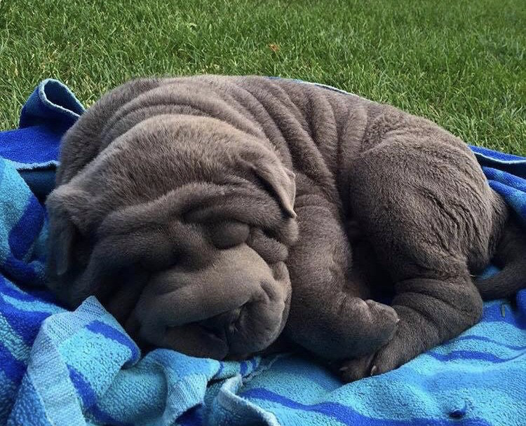 You Must Be Barking Mad To Get A Shar-Pei! | by Ella Shields | Clippings  Autumn 2018 | Medium