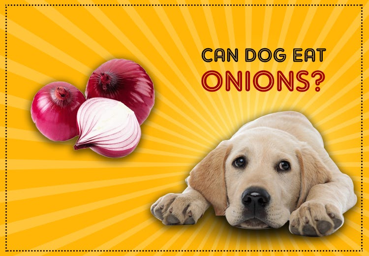 what happens if my dog eats onions