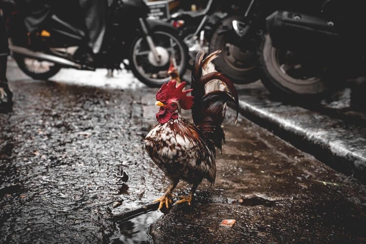 Kahve Falinda Tavuk Gormek Ne Anlama Gelir By Yenilikci Hediye Rehberi Muhiku Medium