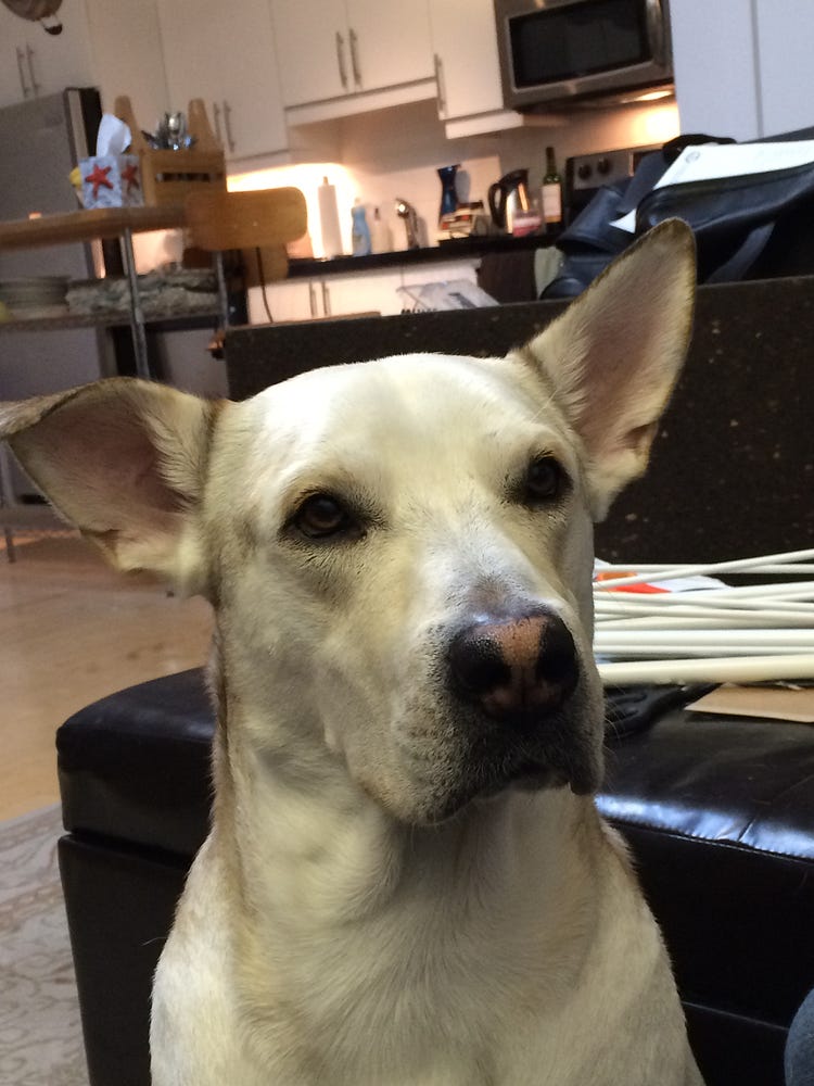 The Moles Aka Short Haired Manitoulin River Husky Aka Flapping