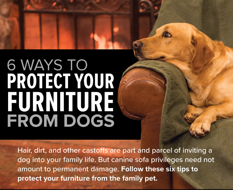 6 Ways To Protect Your Furniture From Dogs Jeremiah Greco Medium