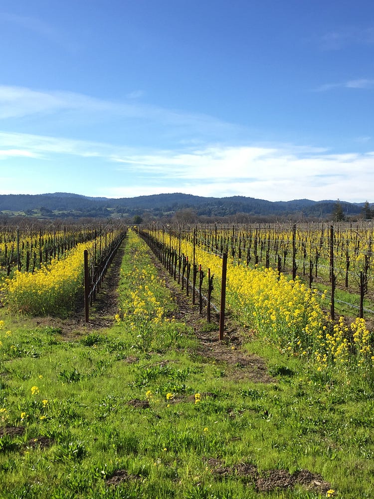 Russian River Getaway Adrian Sanchez Murguia Medium