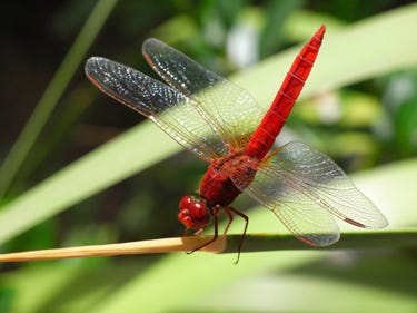 Red dragonfly.