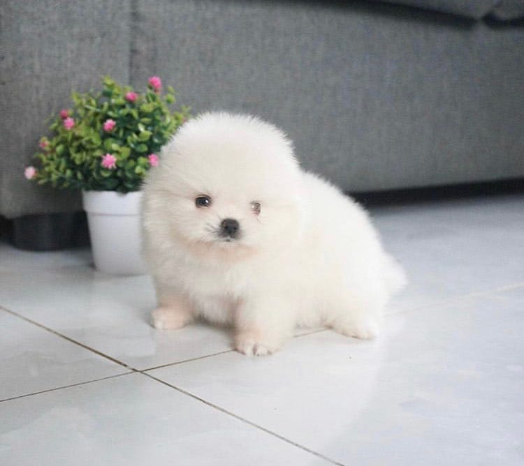 Buy Pomeranian Puppy Online. Buy 