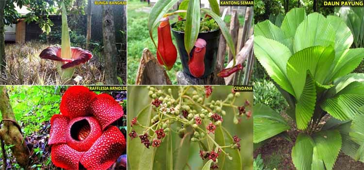 5 Tumbuhan  Langka  di Indonesia yang Hampir Punah Flora 