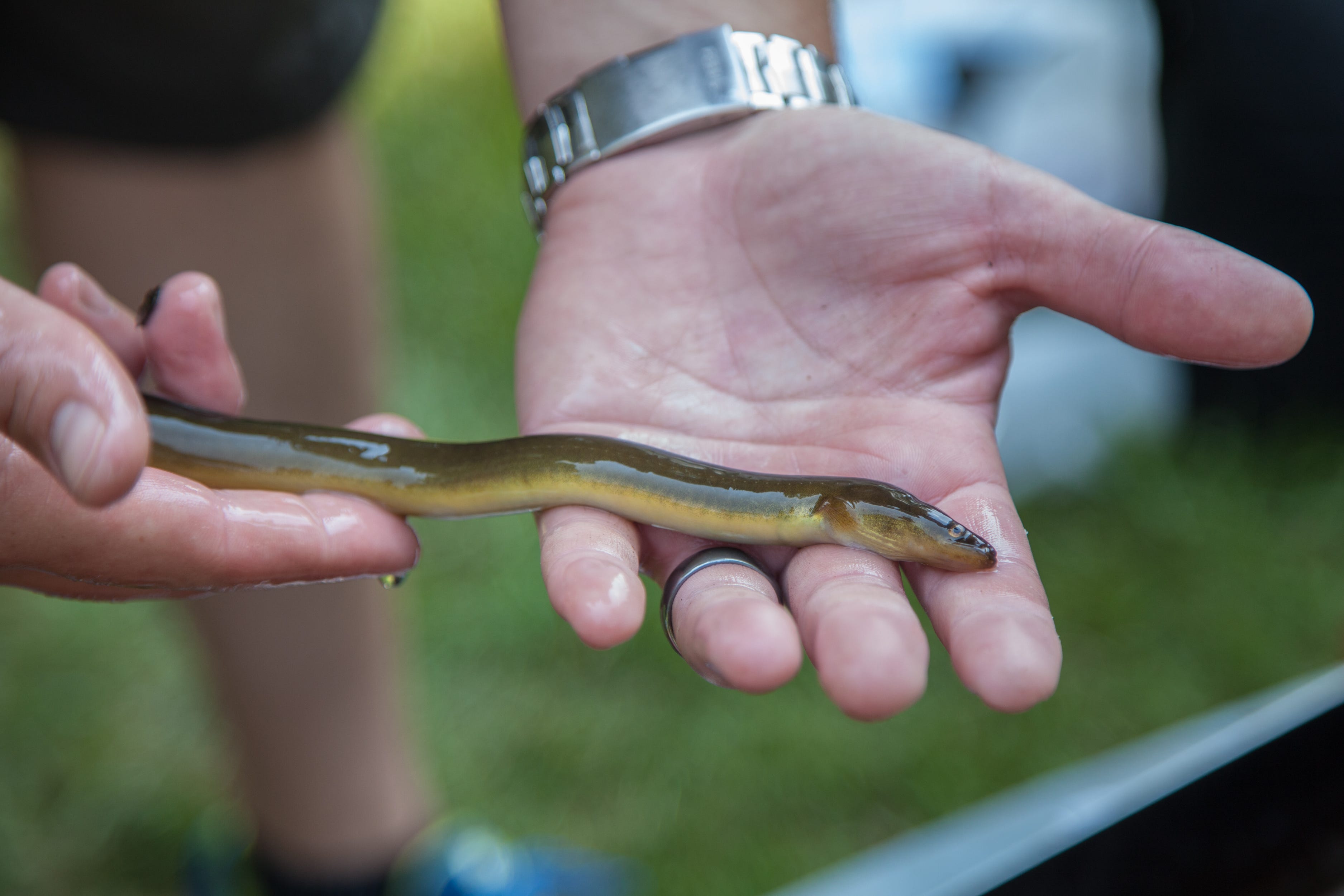 a wet eel in someone’s hands