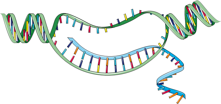 Transcrição - Síntese de RNA. O DNA tem como função básica a síntese… | by  Natália Albieri Koritiaki | Medium