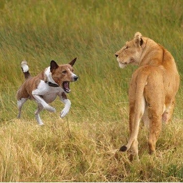 an american staffordshire terrier
