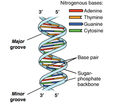 The 3d Double Helix Human Dna Model By The Human Origin Project Medium