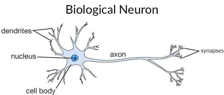 biological neural network tutorial