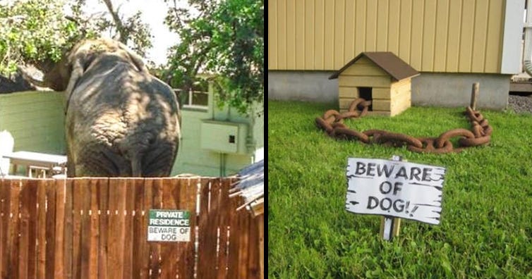15 Amazing Funny Beware Of The Dog Signs The Very Dangerous Dogs Behind Them By Trending News Medium