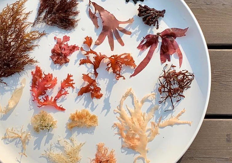 Seven Amazing & Eco Friendly Uses of Seaweed Good for you and the