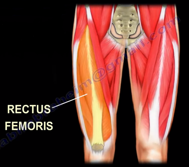 Hip Pain- Strain of the Rectus Femoris Muscle | by Nabil Ebraheim | Medium