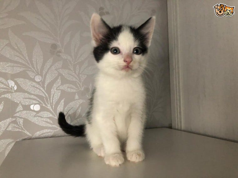 Chatons A Vendre Whatsapp By Jjack Bawahh Medium