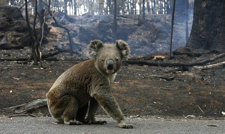Los devastadores incendios en Australia 