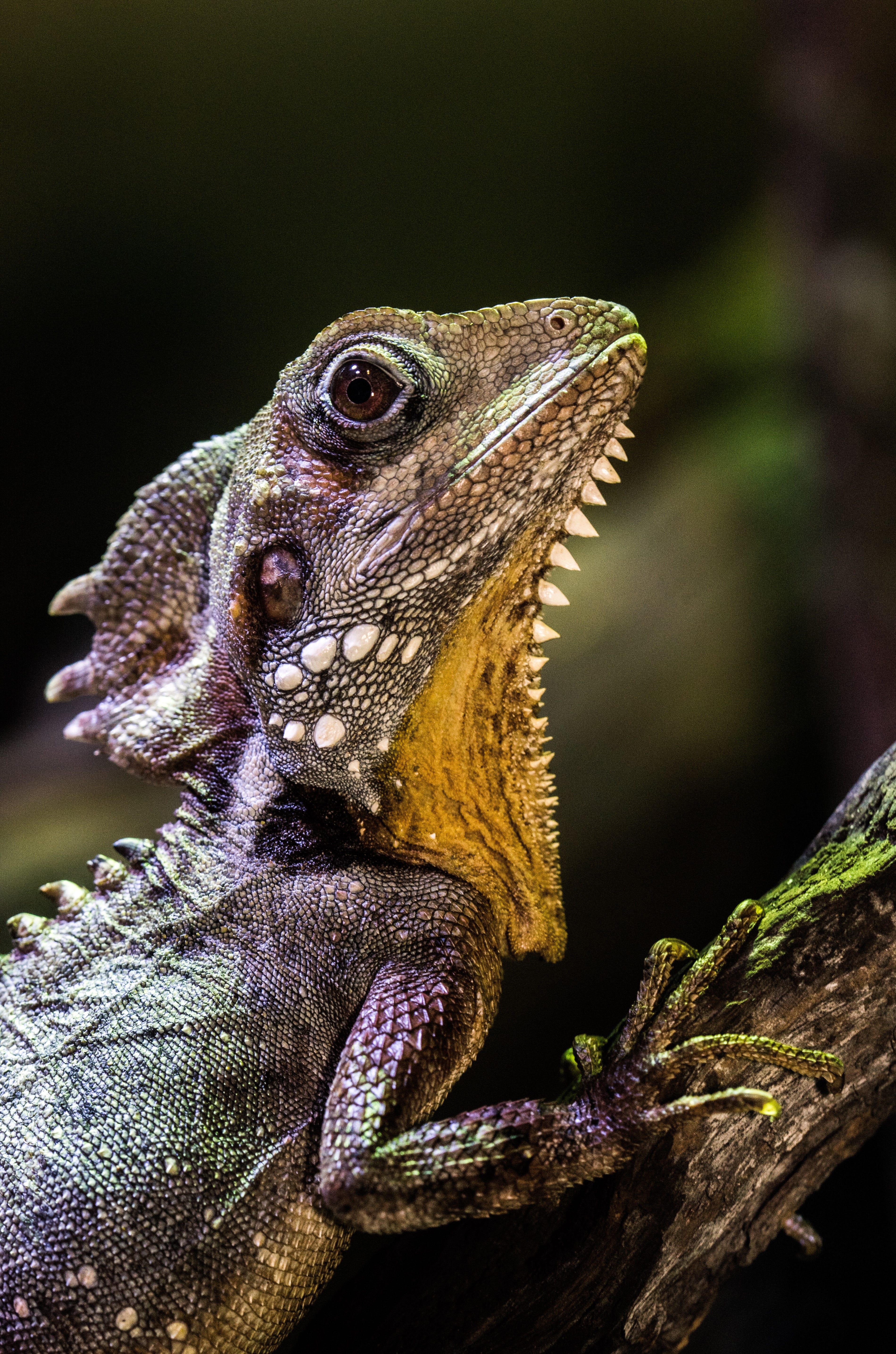 Lizard Outside My Window Max Smith Medium