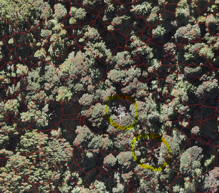 Image of Kauri trees