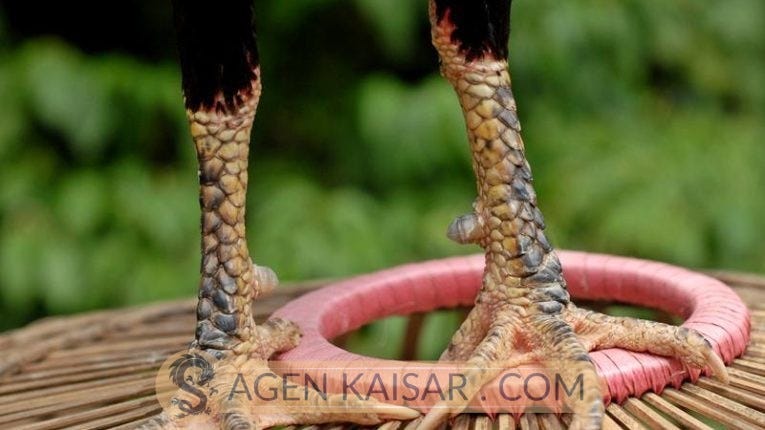 Cara Memendekkan Taji Jalu Ayam Bangkok Aduan Sabung Ayam By Berita Game Kaisar Medium