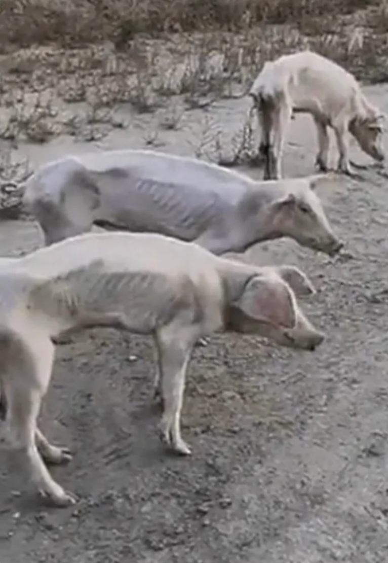 Malnourished Pigs Spotted in North Korea by Anthony Lam Nov, 2022