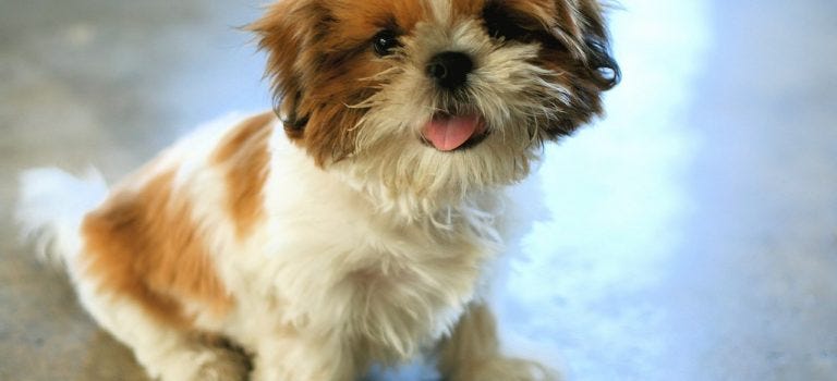 Jack Russell Shih tzu Cross. This article published on Medium… | by Amy  Trumpeter | Medium