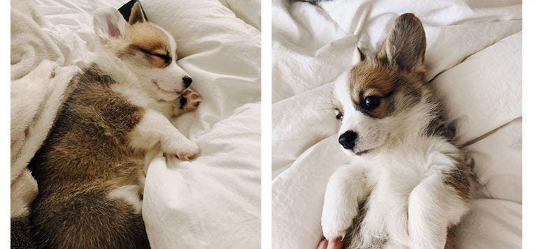 willo the corgi