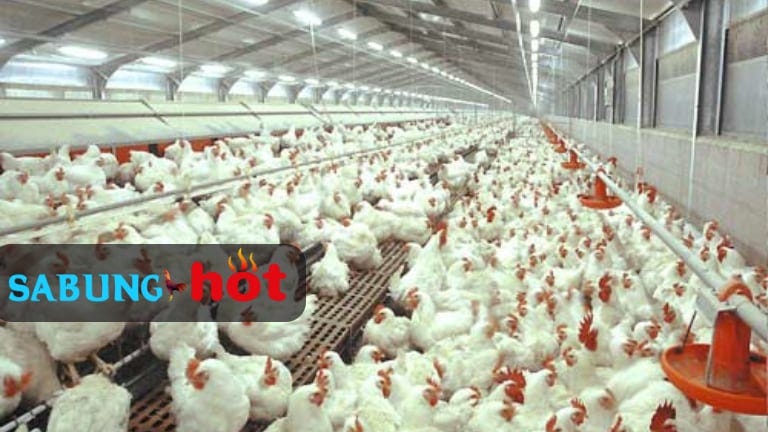 Cara Berternak Ayam Broiler Atau Ayam Potong Mild Black