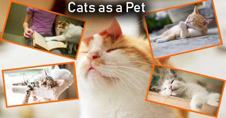 Cats As A Pet By Try Education Types Medium