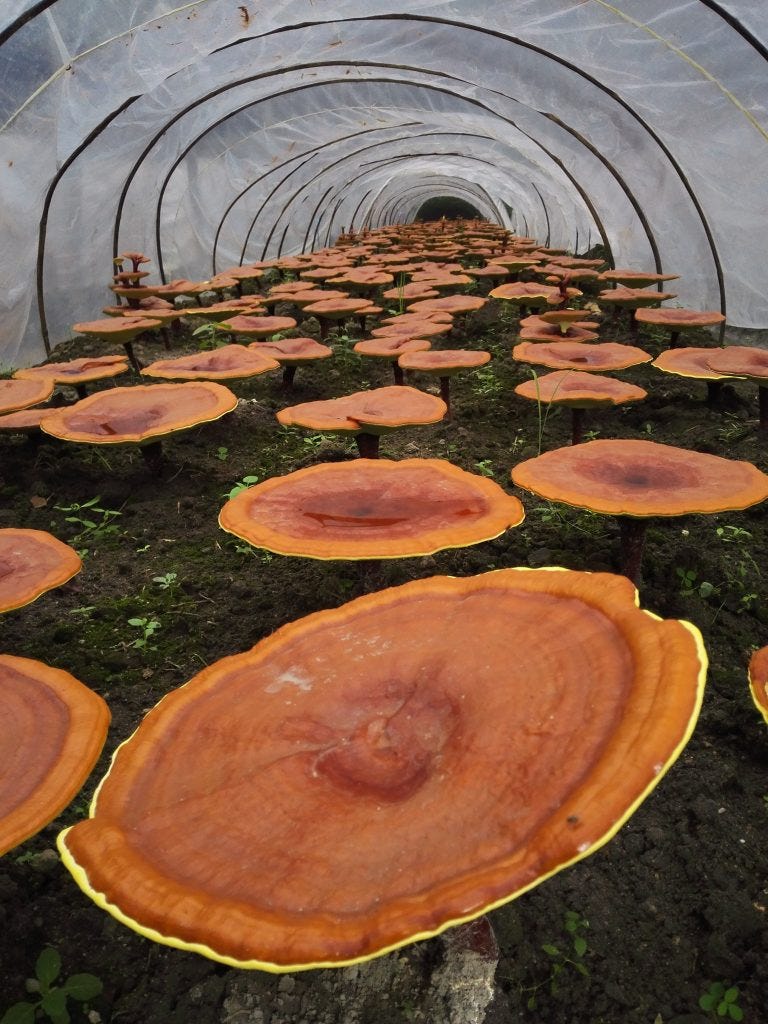 Reishi Mushroom Amanda Filipowicz Medium