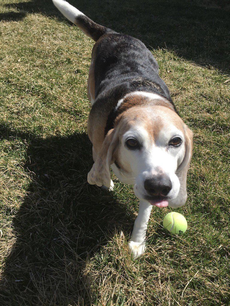 beagle skin allergies