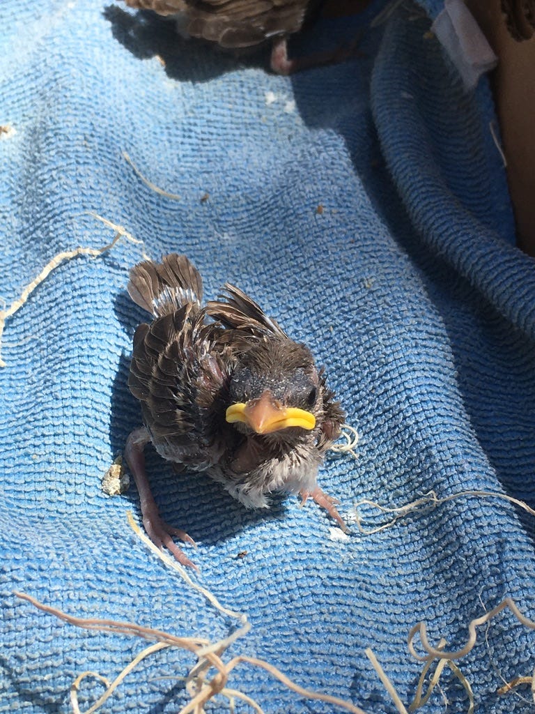 夜明けのスズメ 日本語で読む Medium