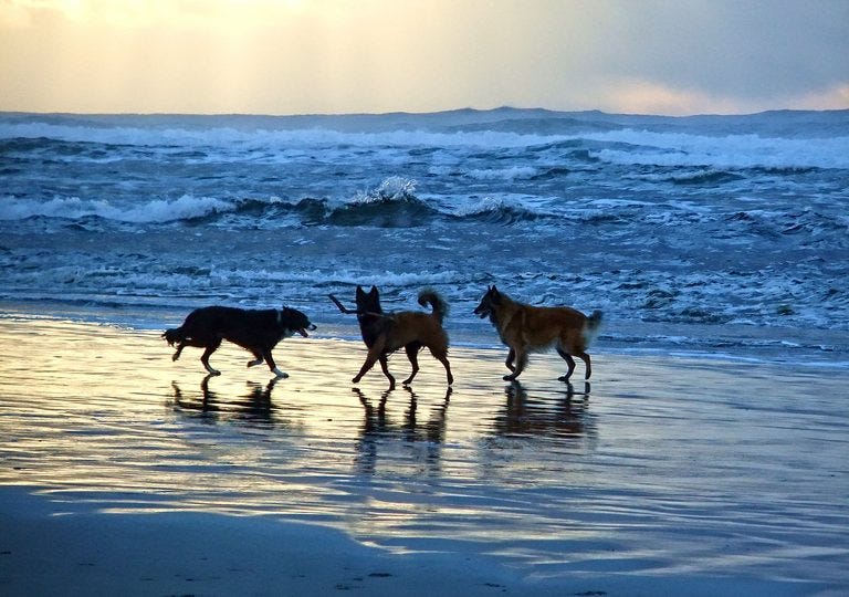 Tips for taking your dog to the beach by Paradise Isle Beach Medium