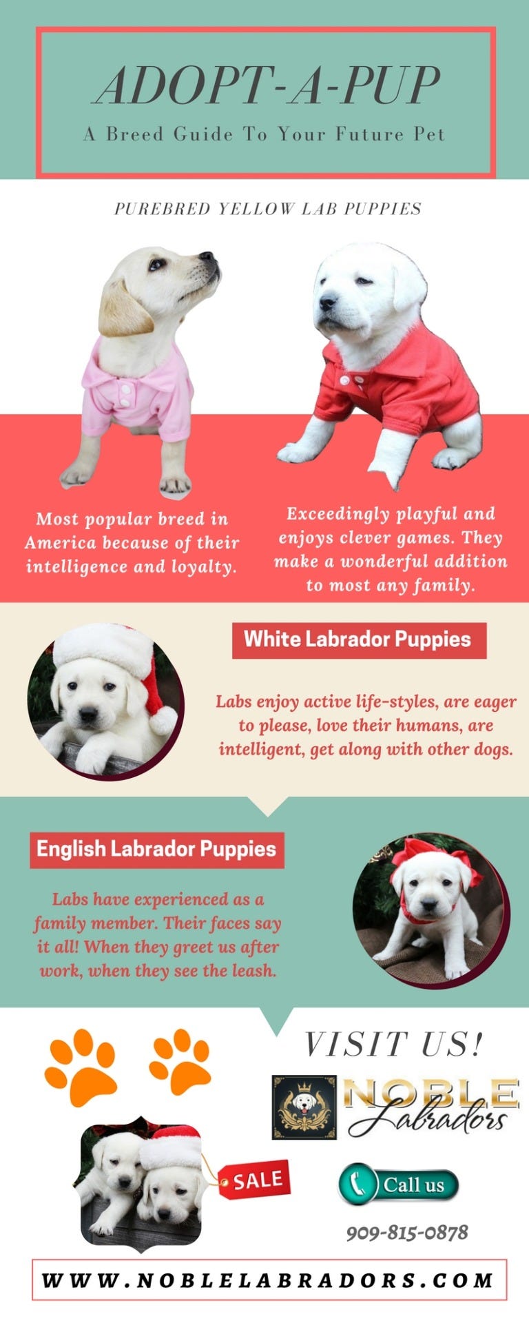 purebred english lab puppies for sale