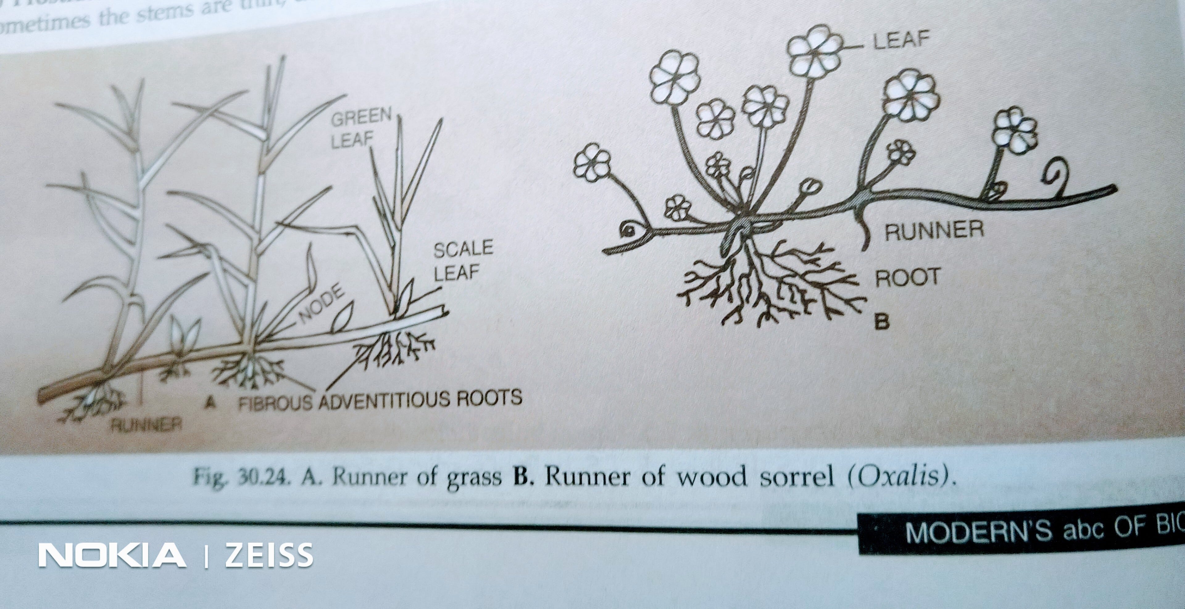 19 10 19 Some Weak Stemmed Plants By Hema Sampath Medium 19 10 19 Some Weak Stemmed Plants By Hema Sampath Medium
