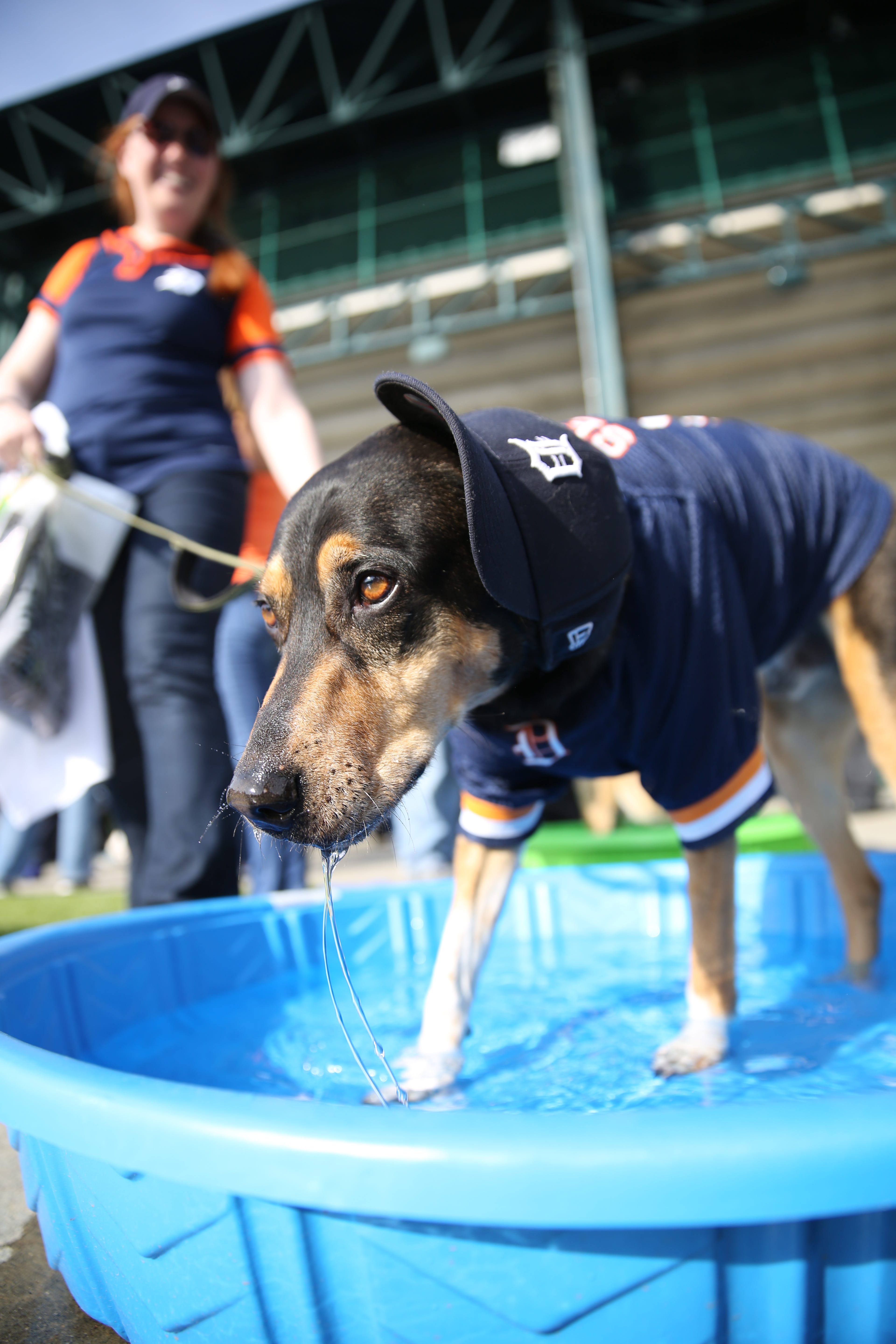 Bark at the Park Photo Gallery by Detroit Tigers Comerica Park, 48201