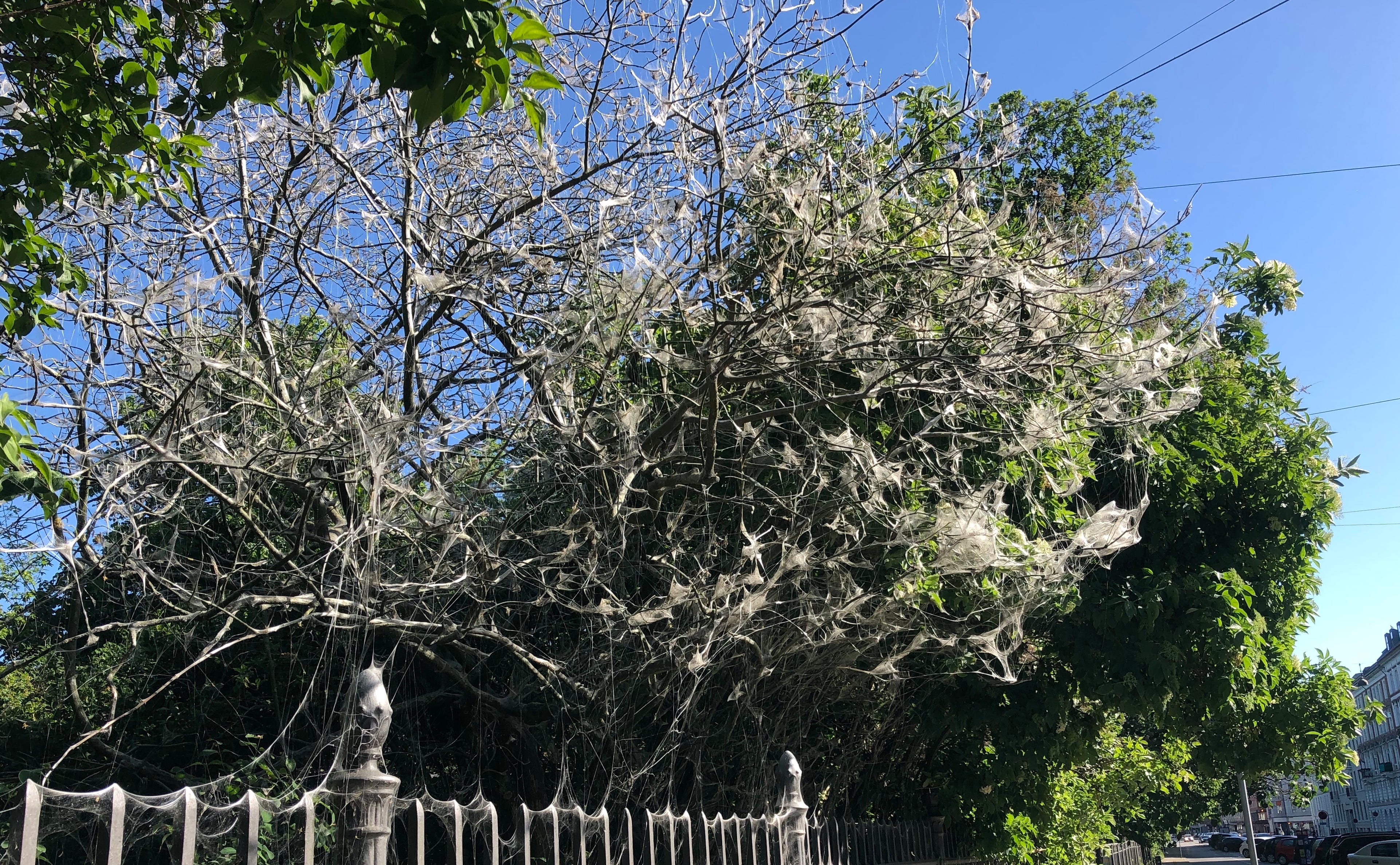 A dead naked tree, completely covered in spider webs, somehow consumed by inspects and arachnoids. There are green trees arou