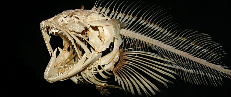 Not just a skeleton: “causal pathways” telling us about the essence of this form of life, Ophiodon elongatus. (source)